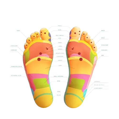 Qu’est-ce que l’assurance RC Pro pour réflexologue 